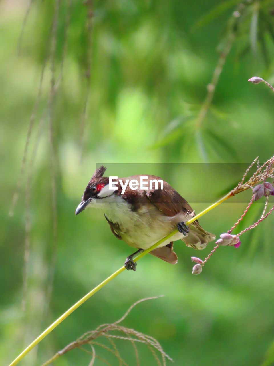 Close-up of red whiskered bulbul perching on branch