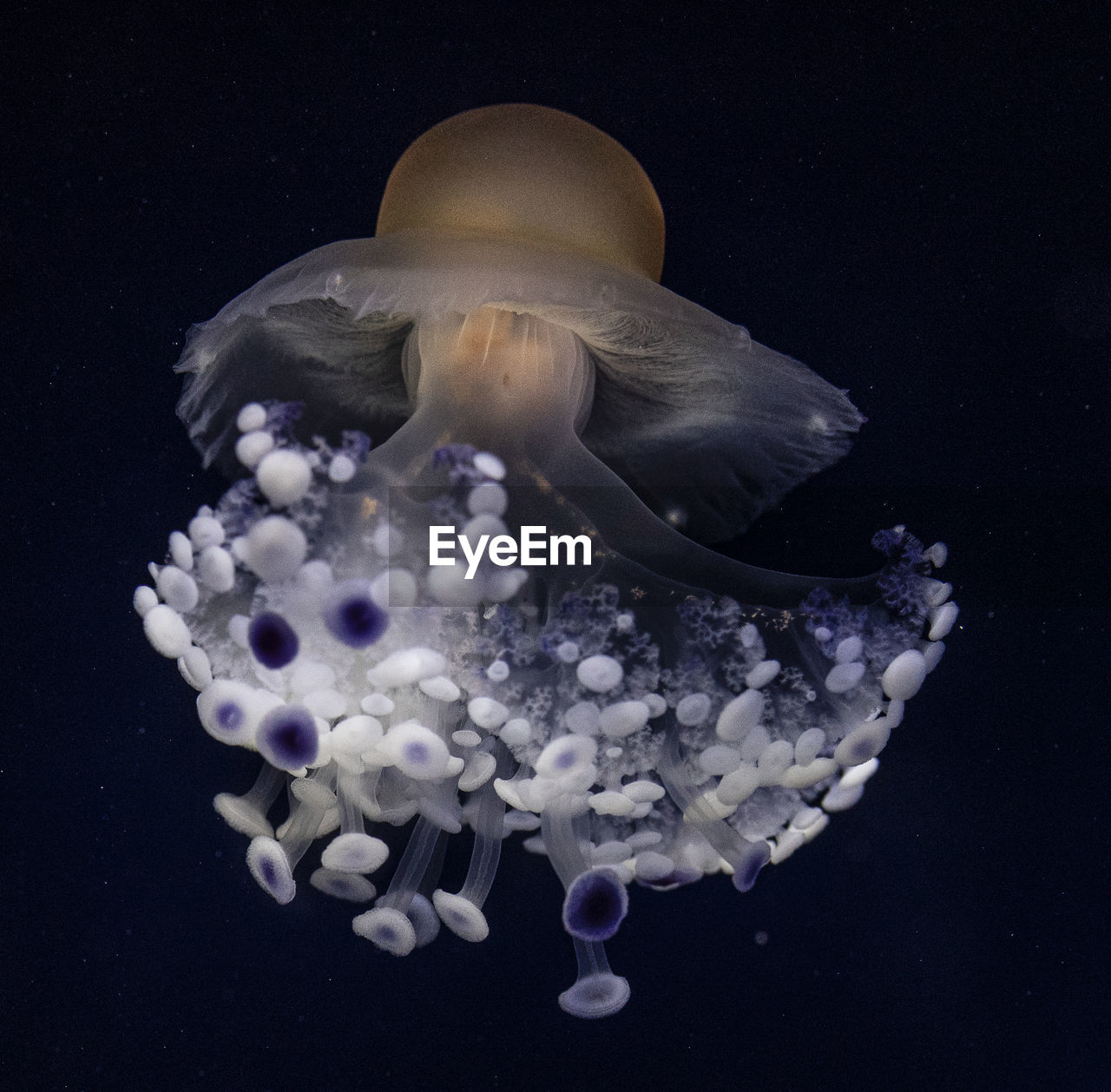 close-up of jellyfish swimming in sea