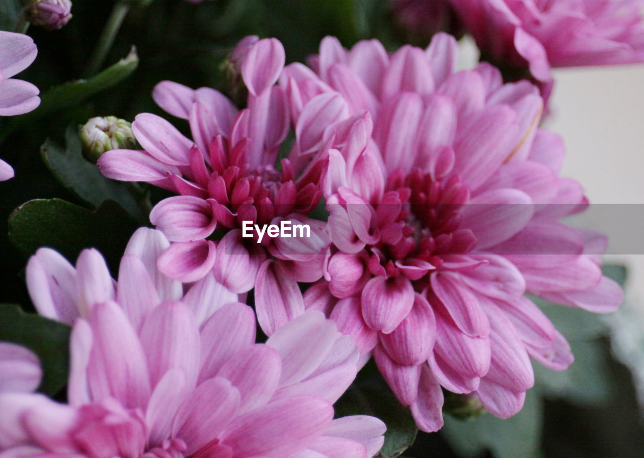 CLOSE-UP OF FLOWERS