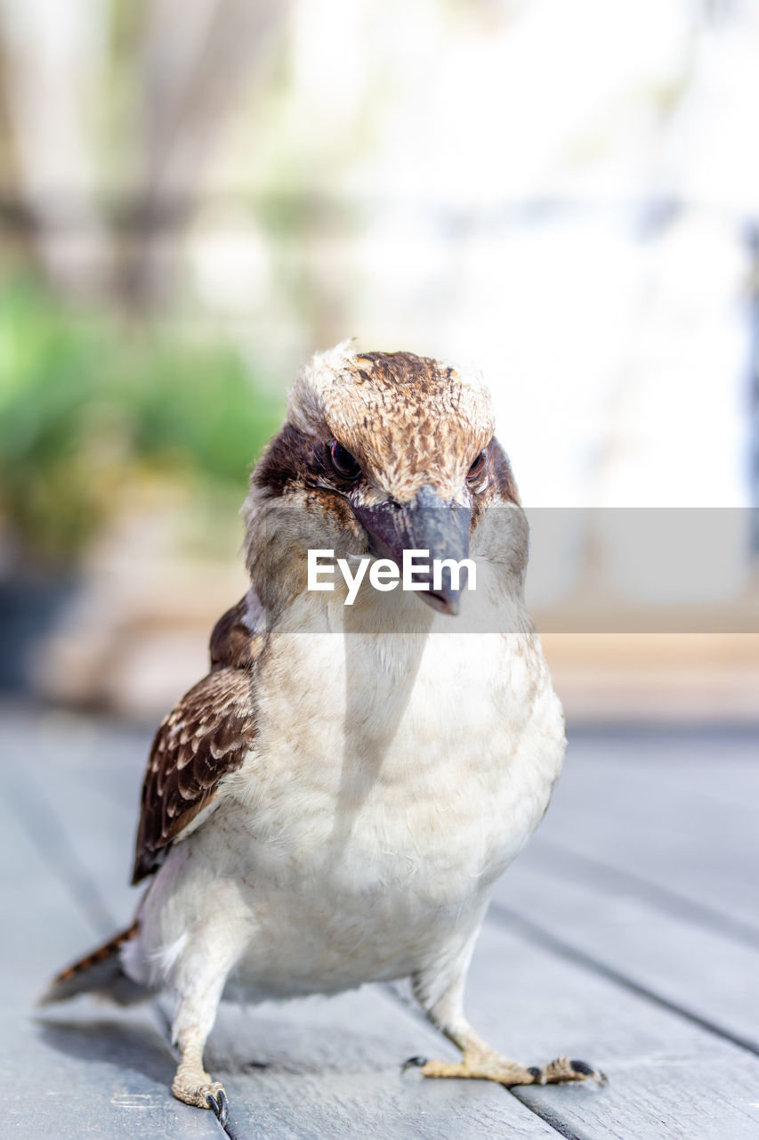 CLOSE-UP OF BIRD PERCHING ON WOOD