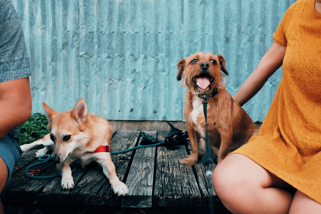 Midsection of people with dogs sitting on wooden table