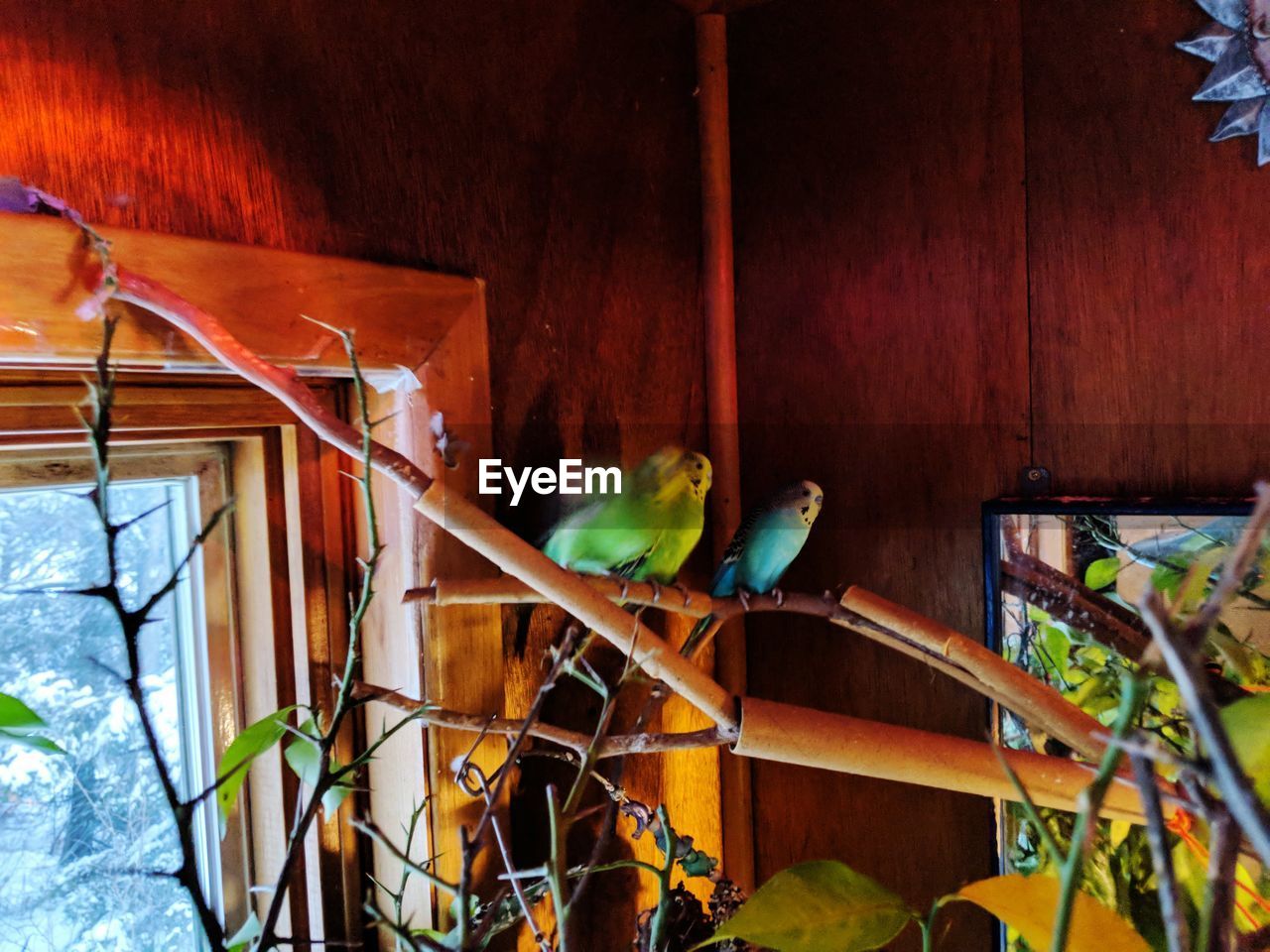 LOW ANGLE VIEW OF PARROT PERCHING ON CAGE