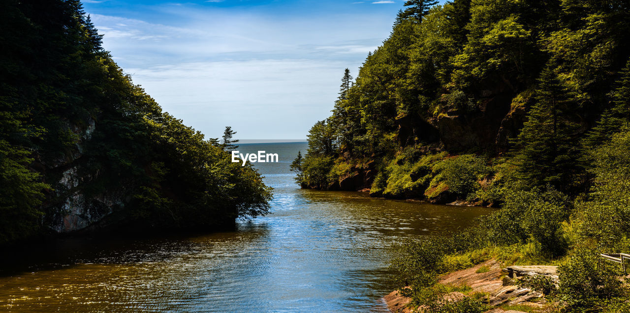 Scenic view of river amidst trees against sky