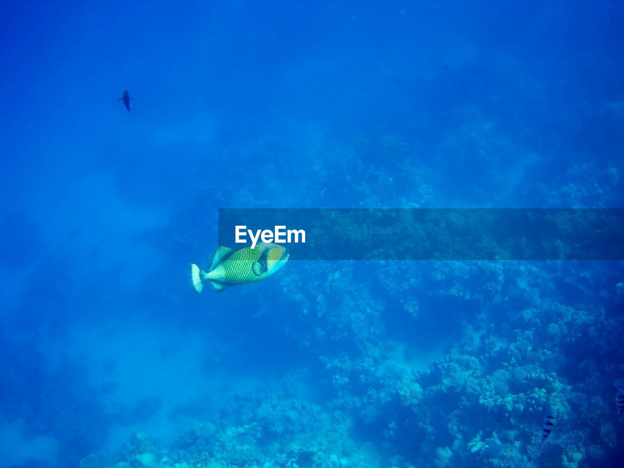 Beautiful tropical fish, marsa alam, egypt