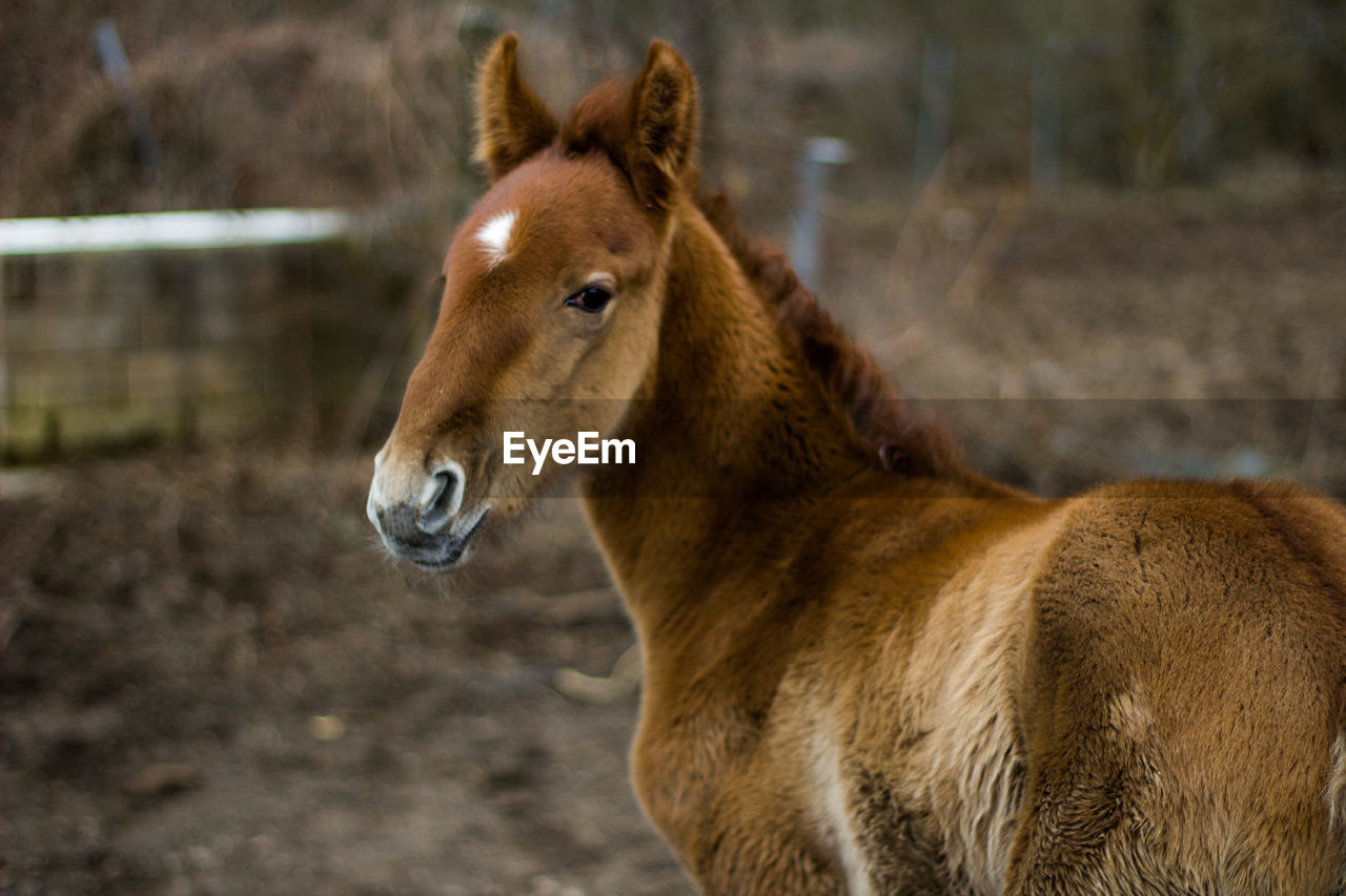 Baby horse on his back looking at camera