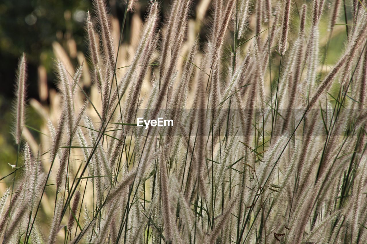 Full frame shot of trees growing on field