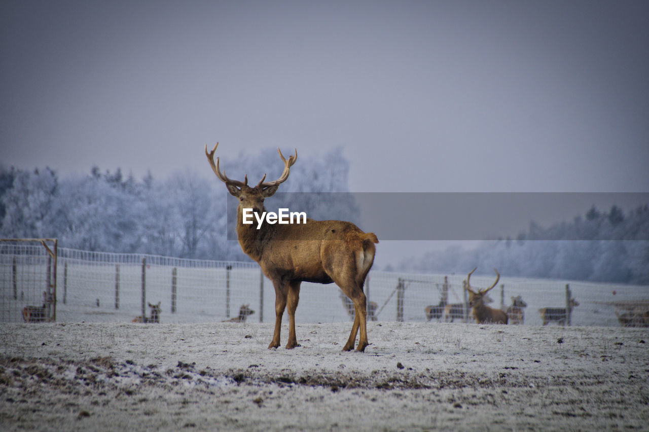 Deer standing on snow covered land