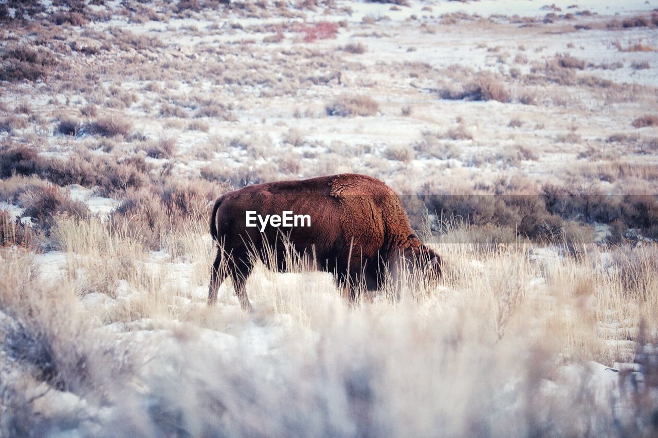 American bison grazing on field during winter