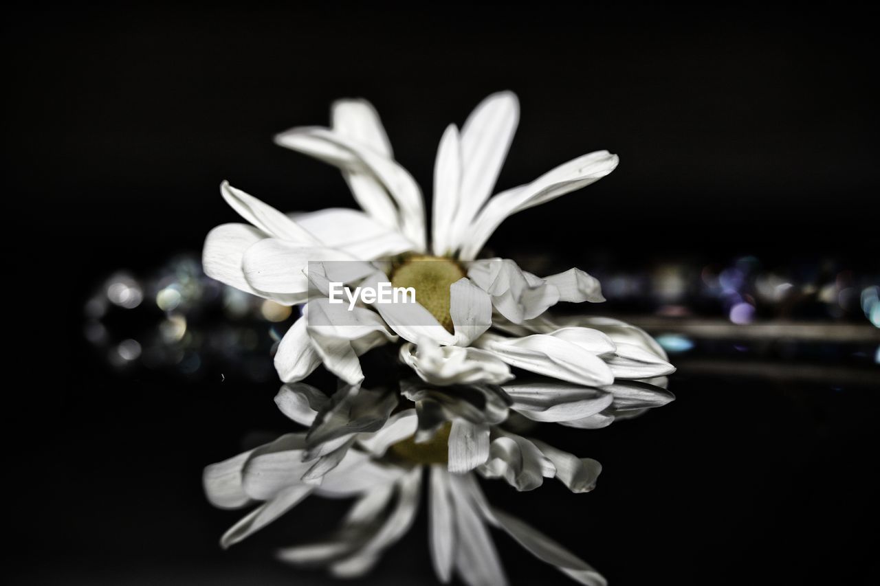 CLOSE-UP OF WHITE ROSE AGAINST BLACK BACKGROUND