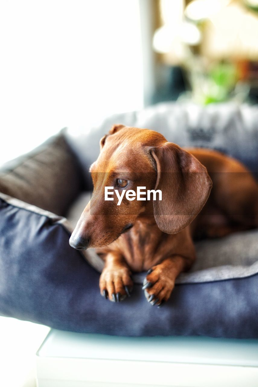 CLOSE-UP OF DOG ON FLOOR