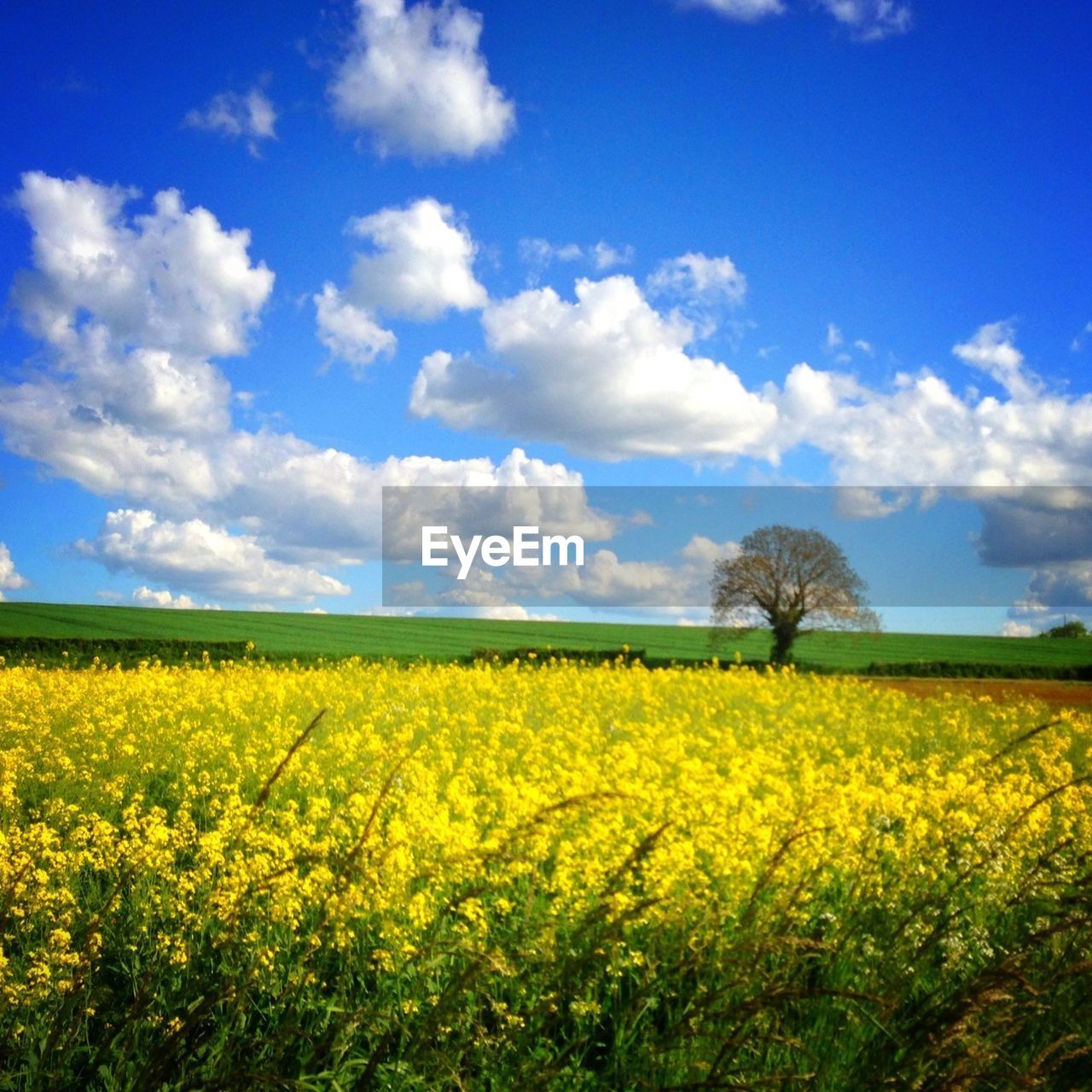 Field of oilseeds against cloudy sky