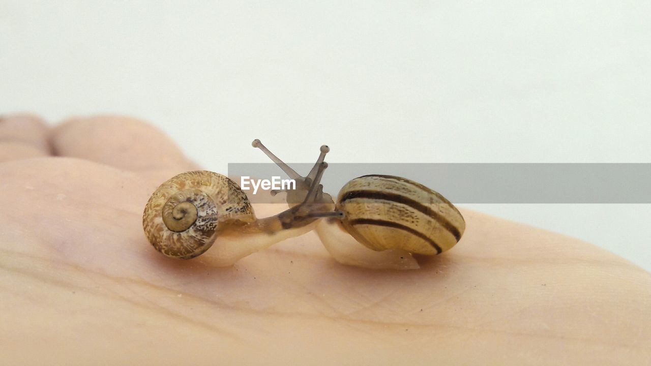 CLOSE-UP OF SNAIL