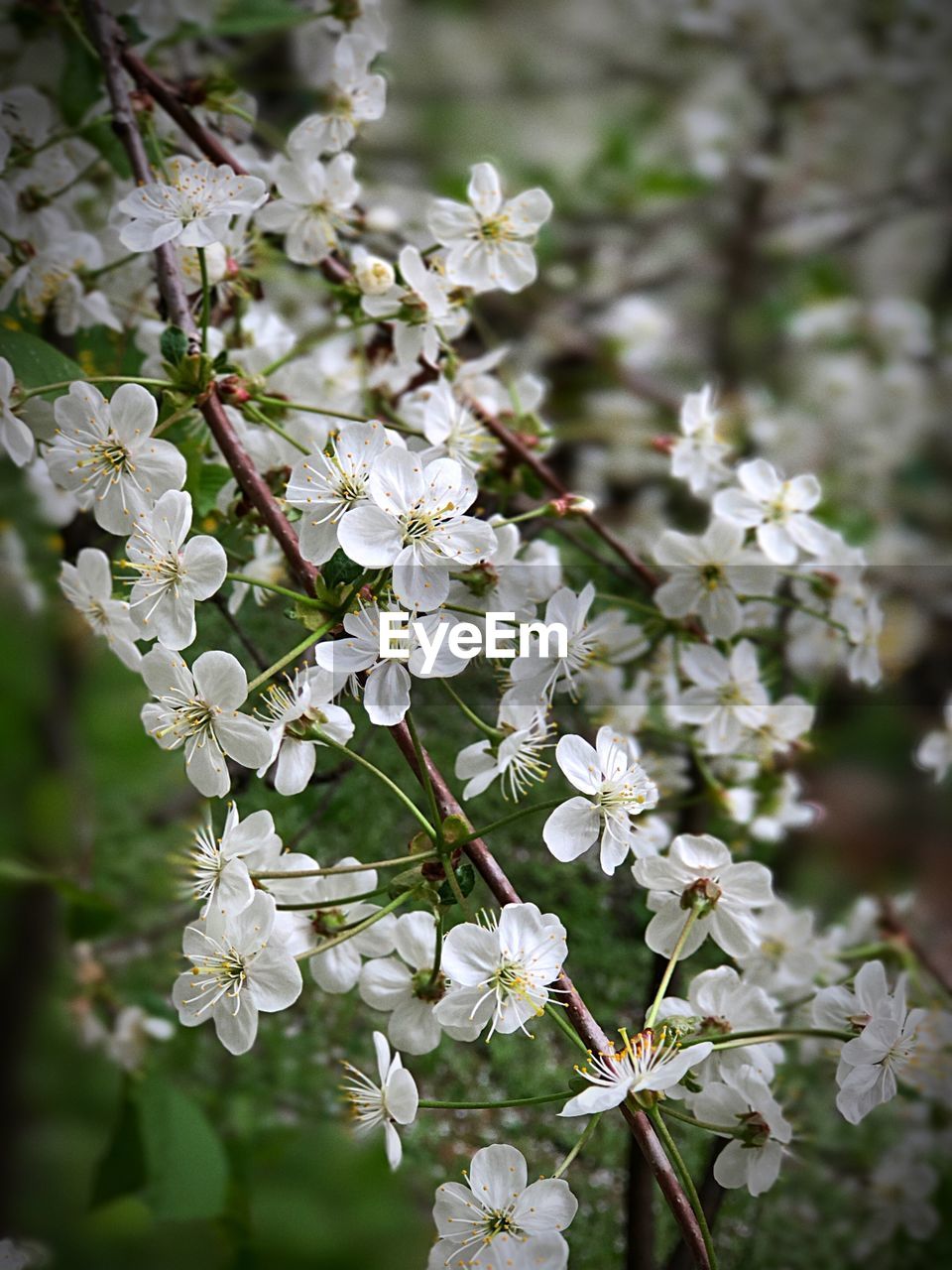 Close-up of white cherry blossoms in spring