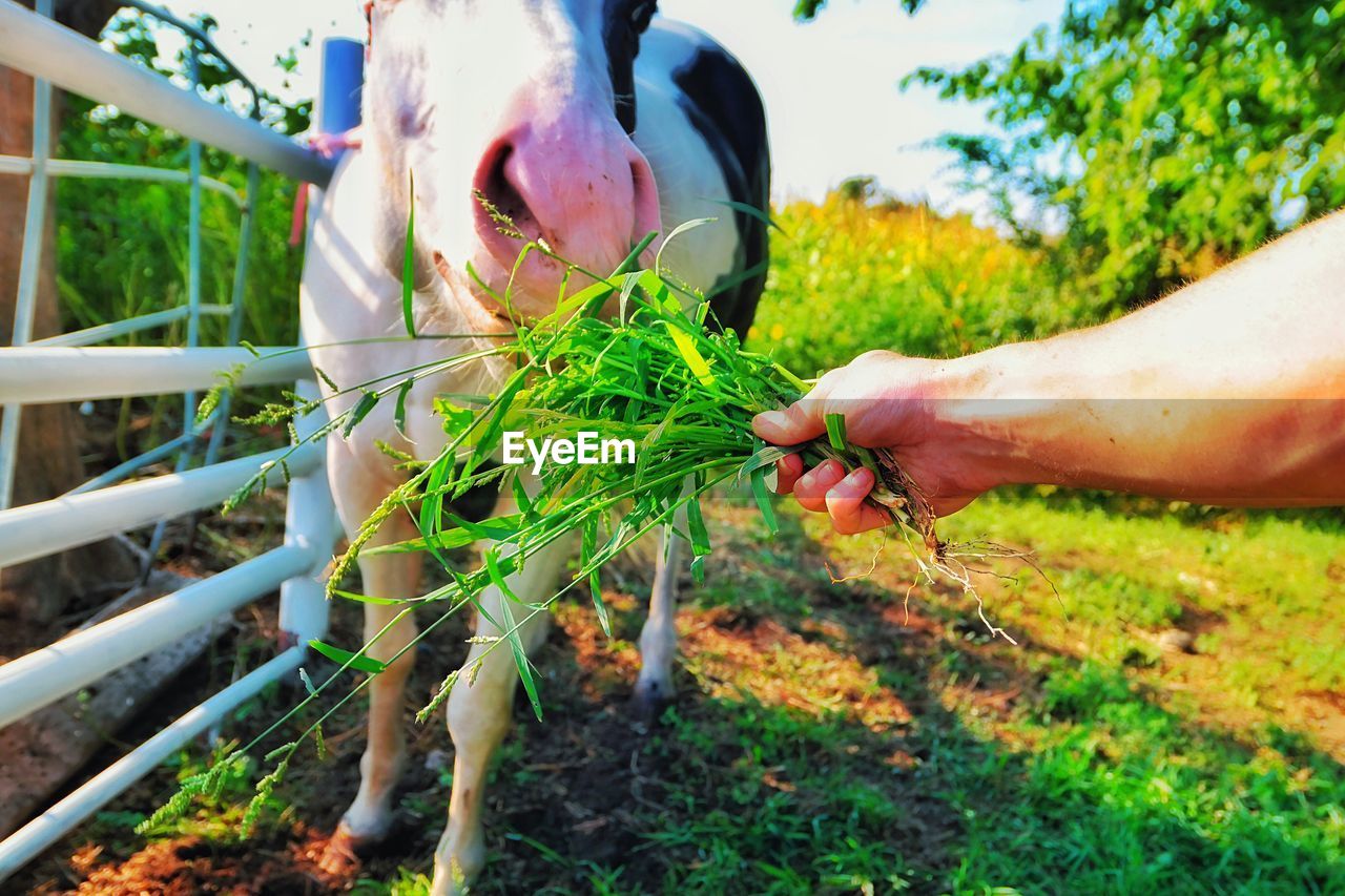 Cropped image of person feeding horse