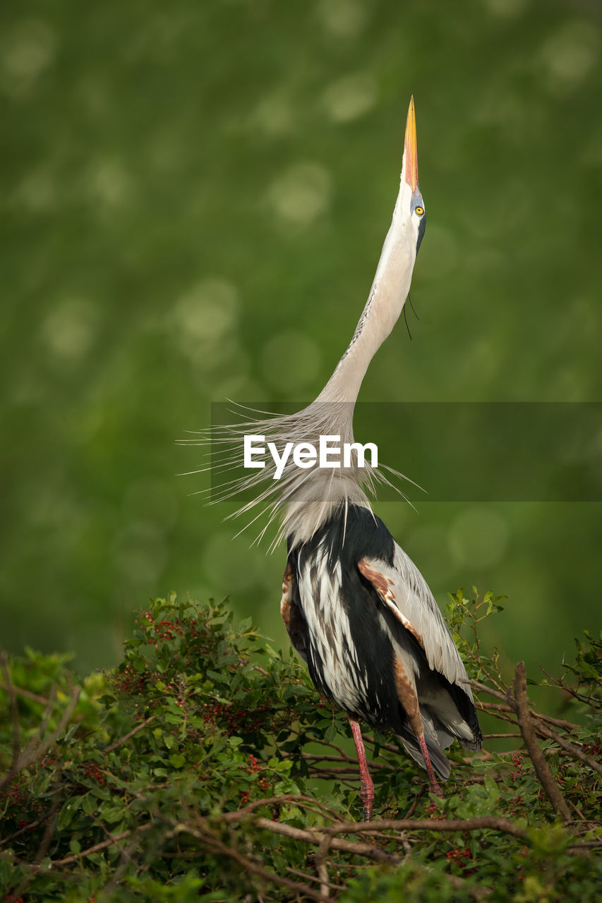 Great blue heron on nest at tree