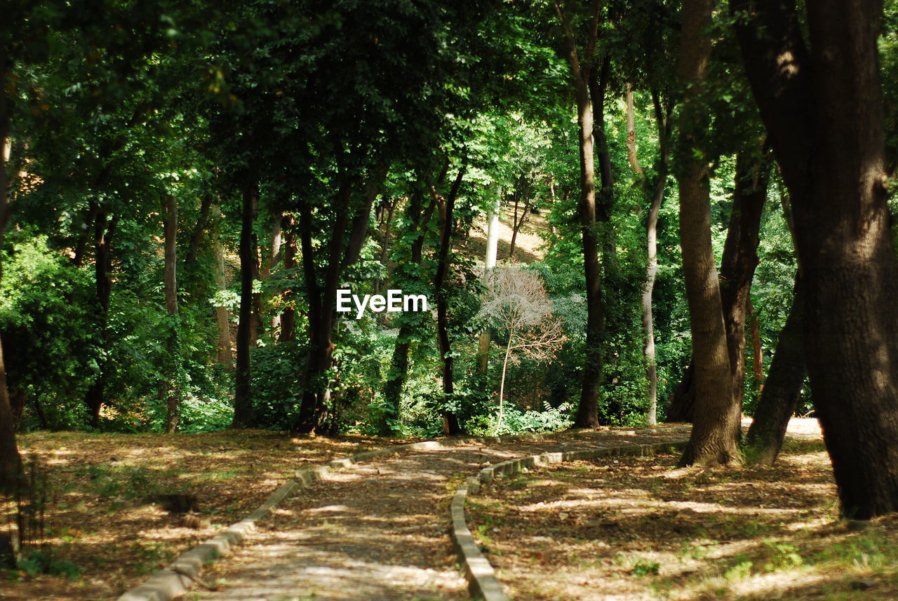 TREES ALONG PLANTS IN FOREST