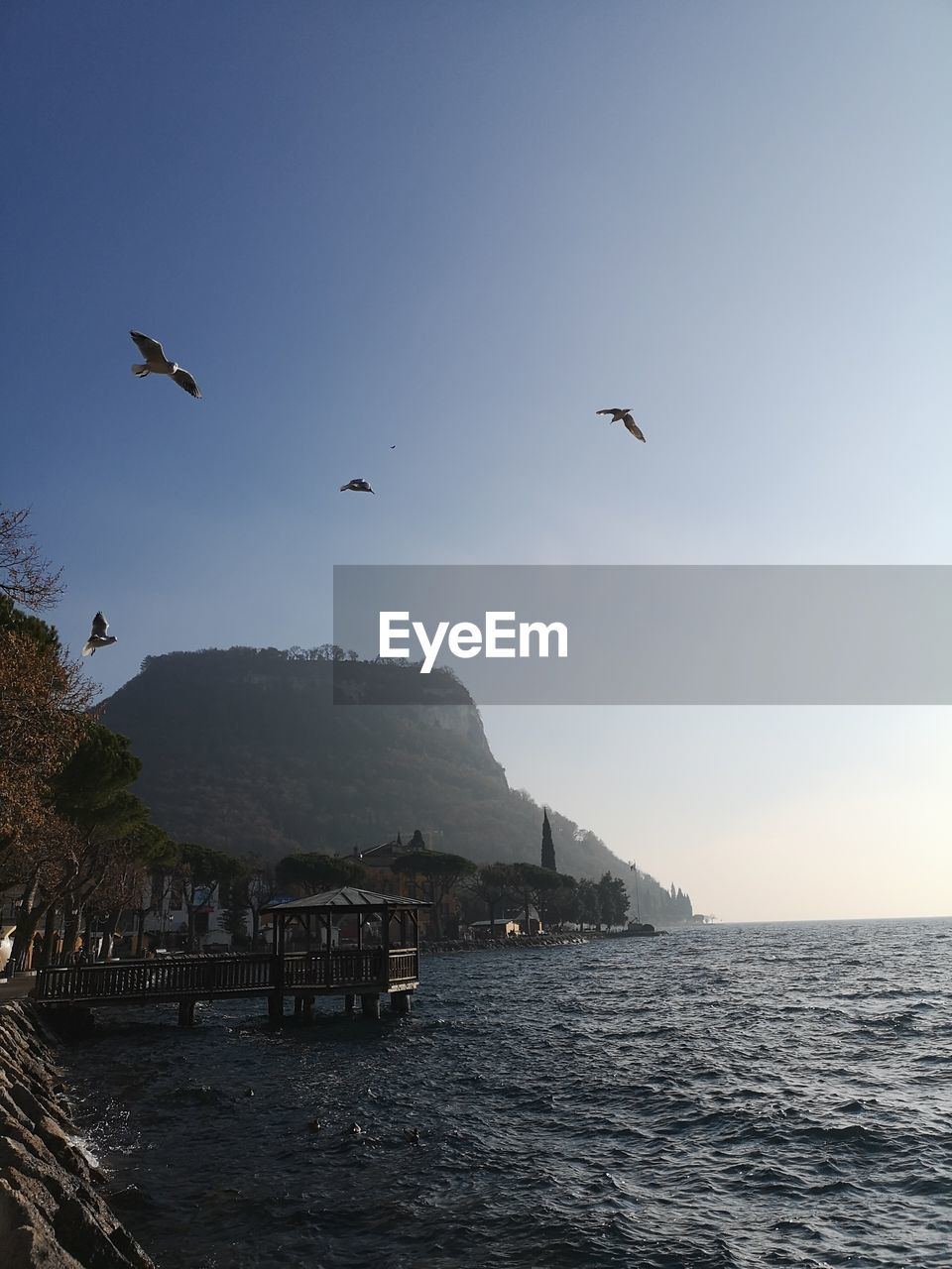 BIRDS FLYING ABOVE SEA