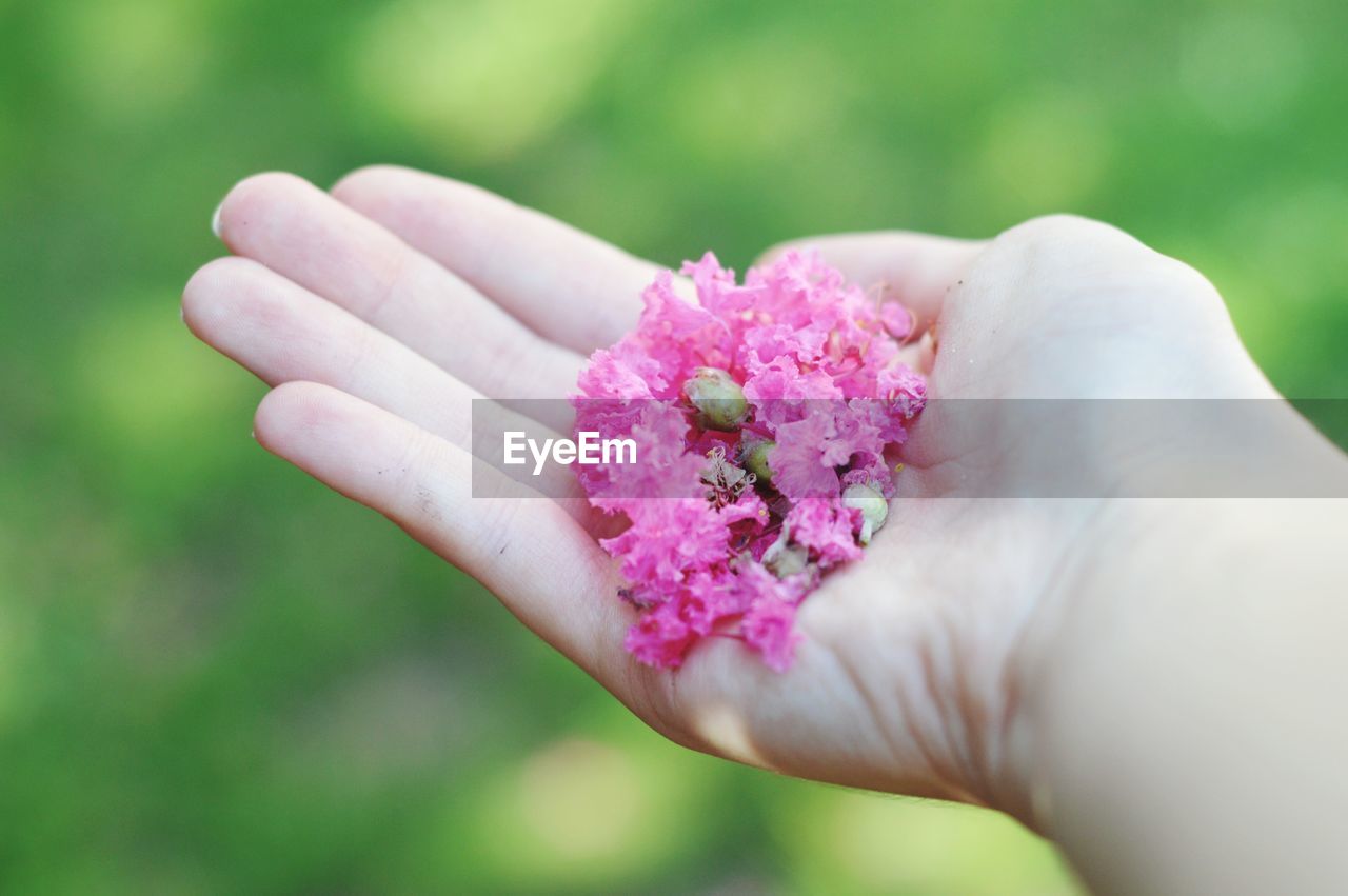 Cropped hand of woman holding pink flowers