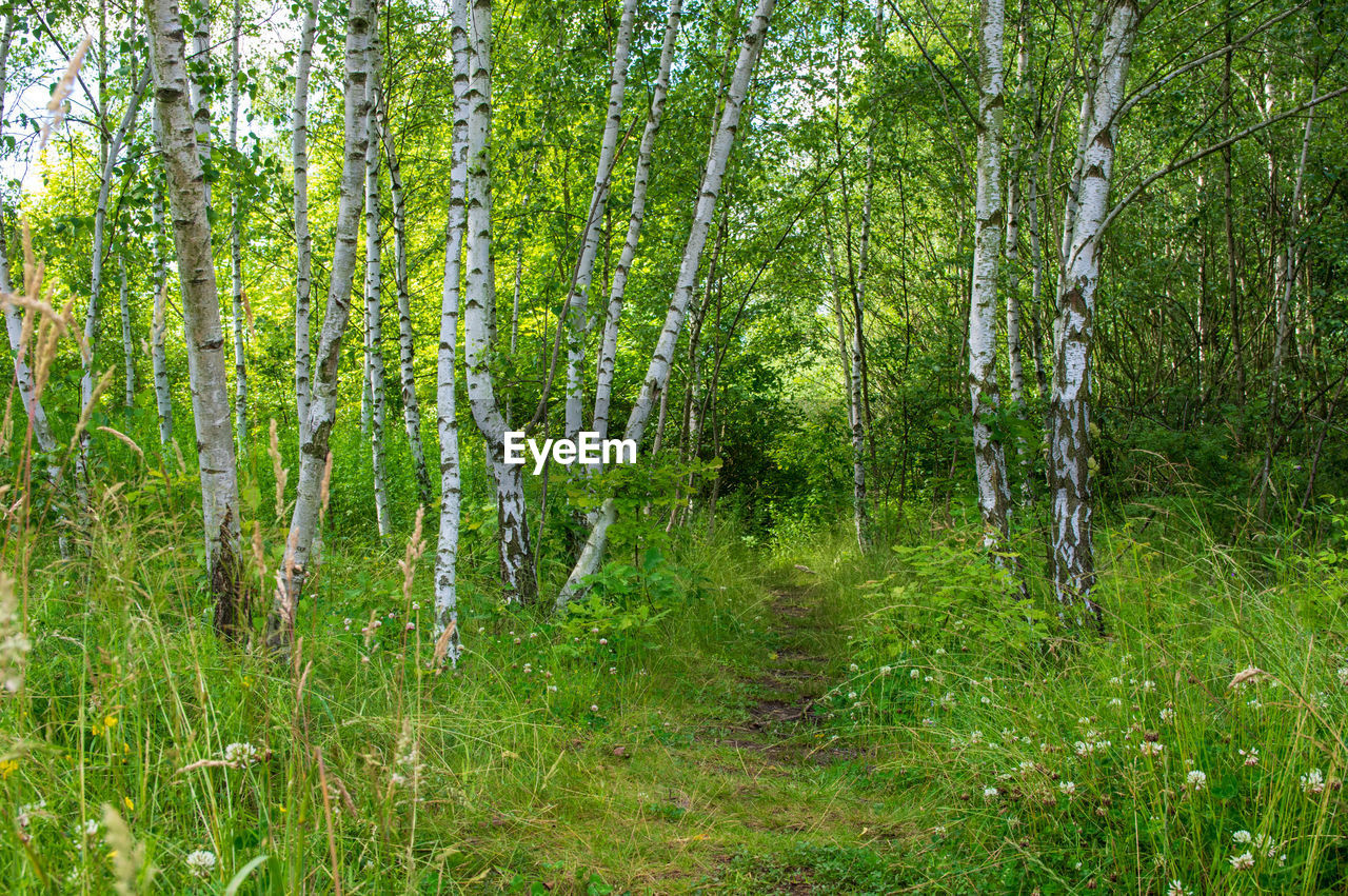 SCENIC VIEW OF FOREST