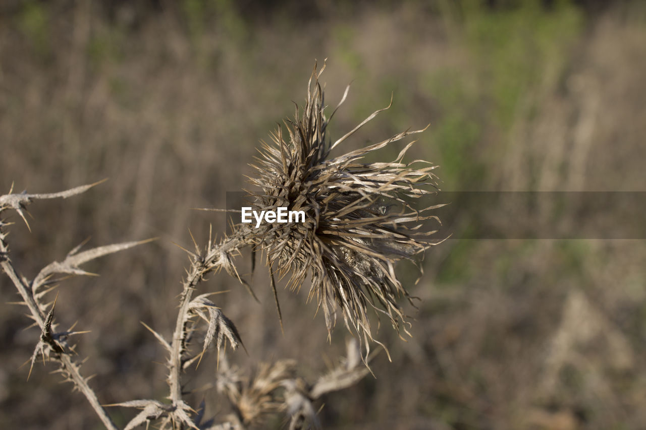 Close-up of dried plant on field