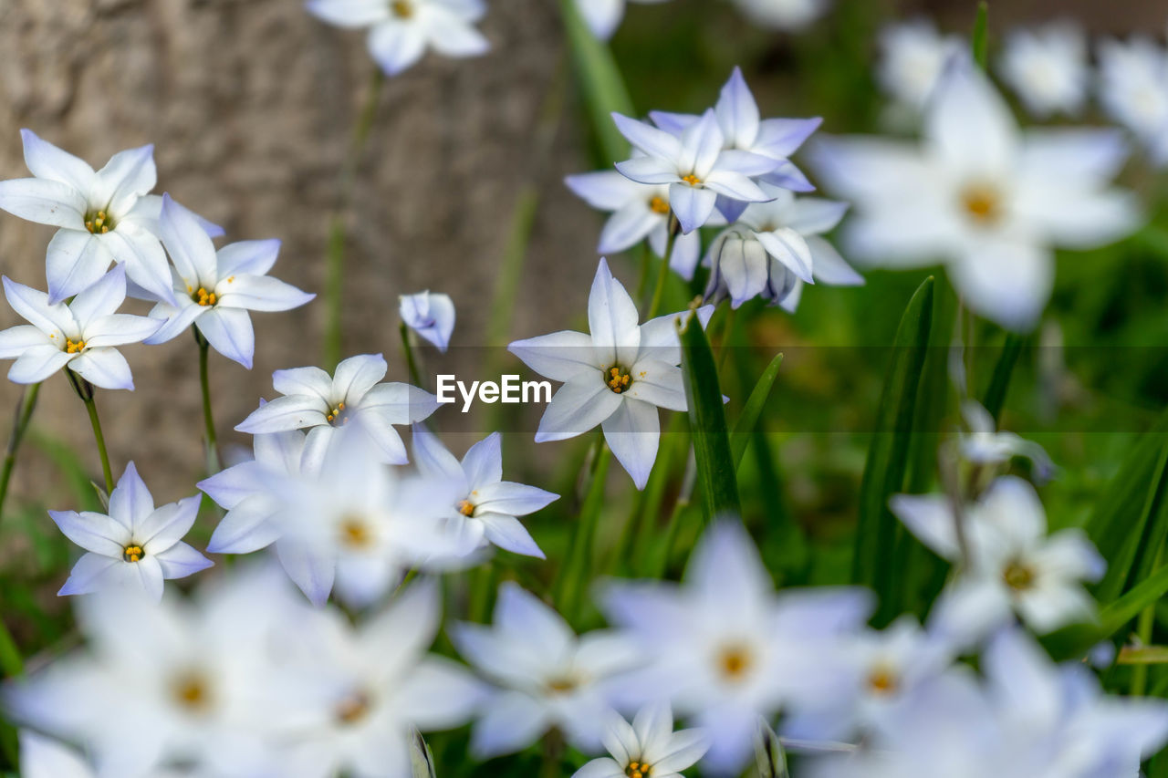 Close-up of white flowering plants on field