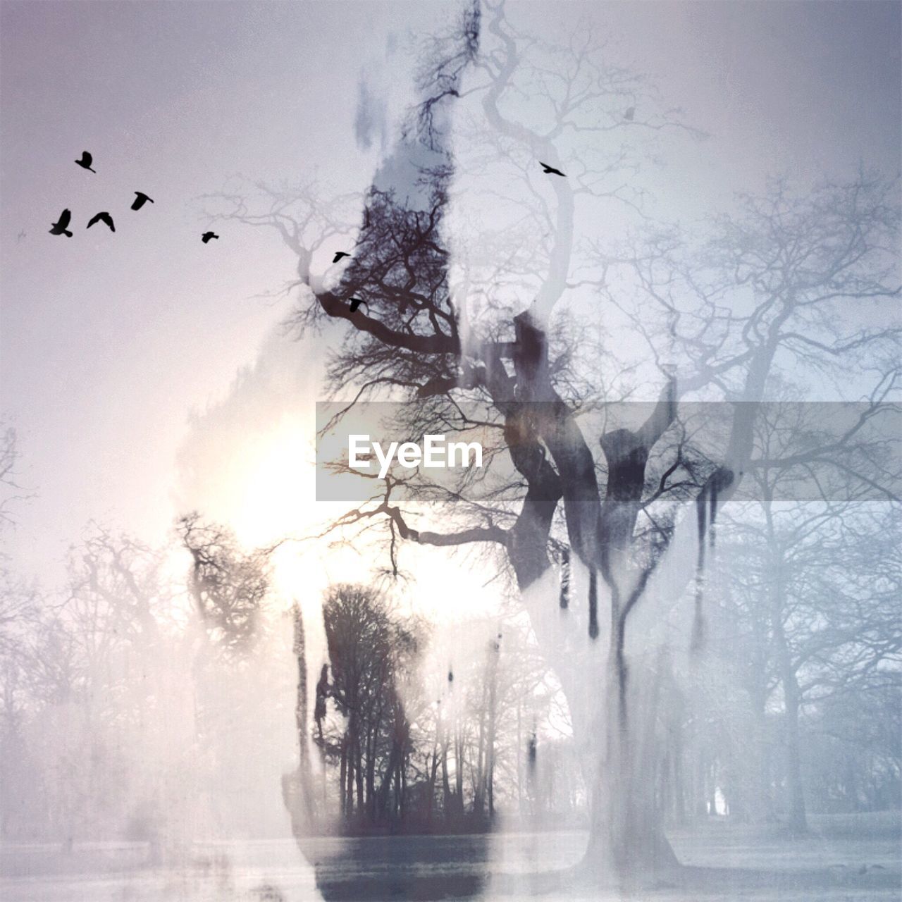 Double exposure of trees and birds on sunny day