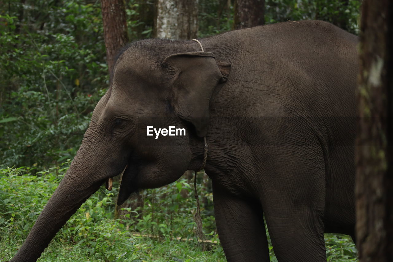 ELEPHANT IN FOREST