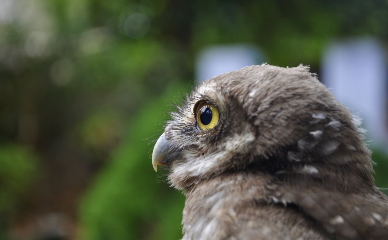 CLOSE-UP OF EAGLE OUTDOORS