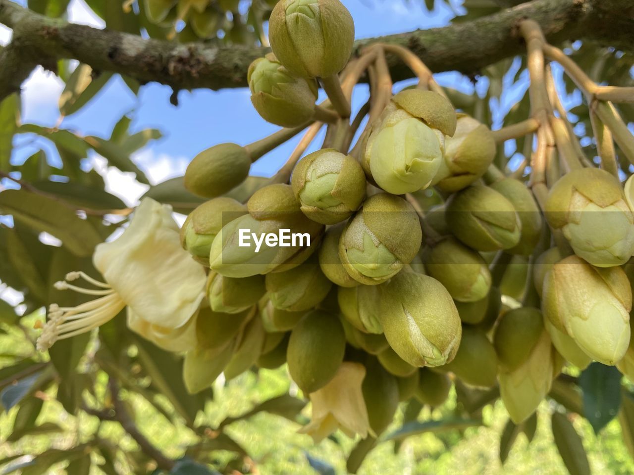 low angle view of grapes