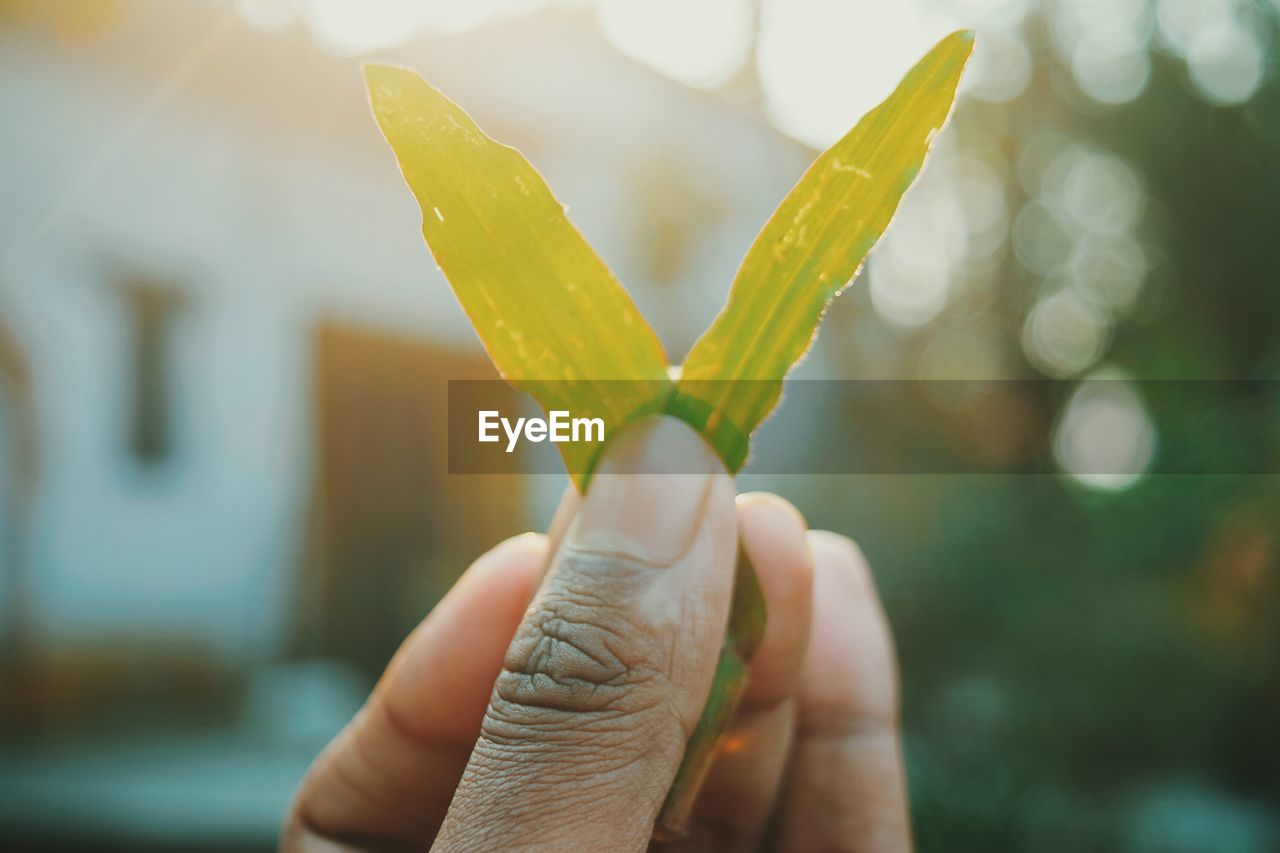 Close-up of person holding leaves