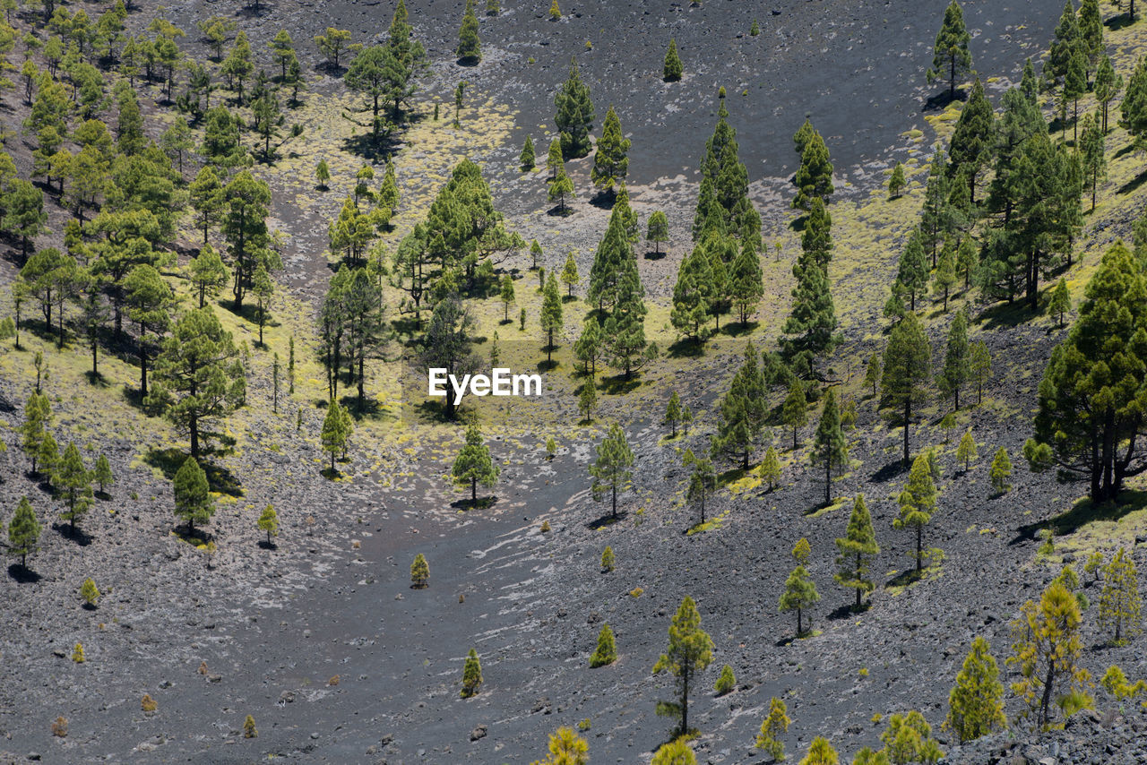 High angle view of pine trees in forest