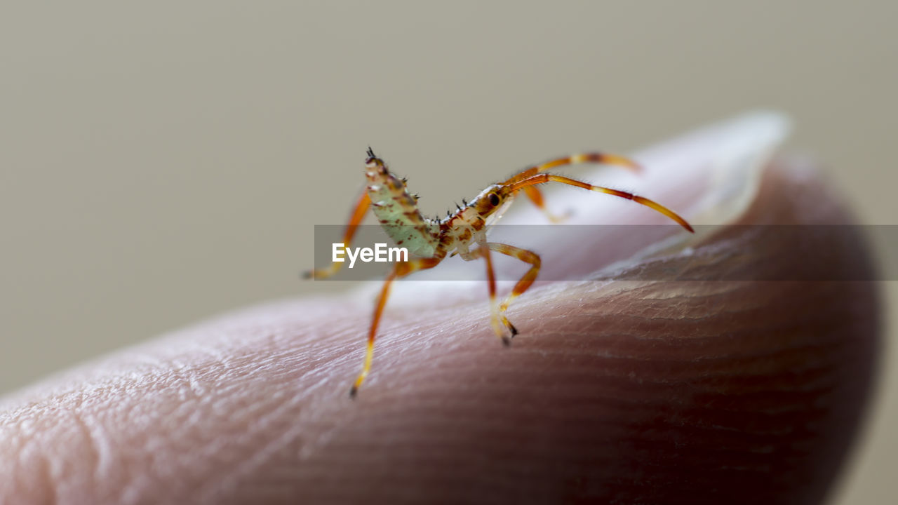 Macro shot of insect on finger