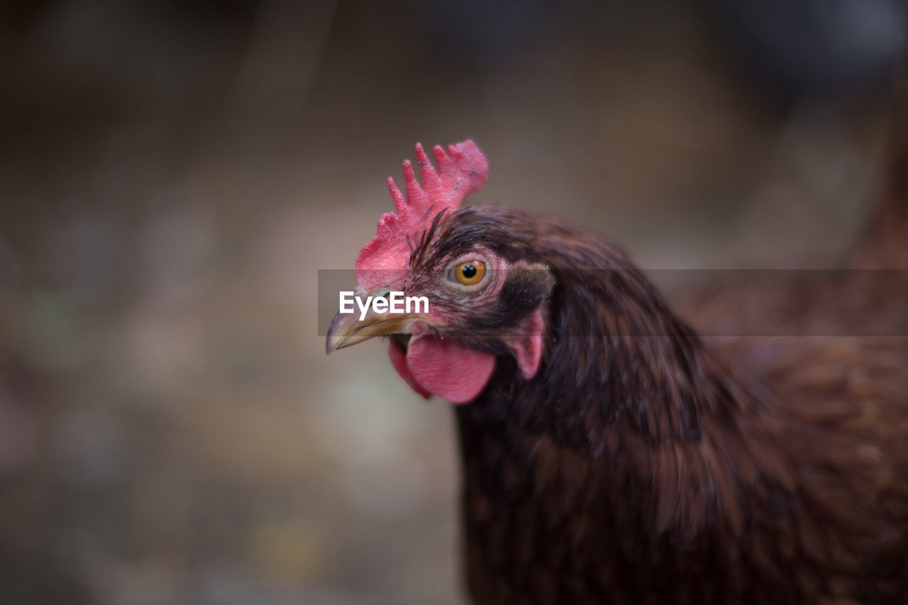 CLOSE-UP OF ROOSTER LOOKING AWAY OUTDOORS