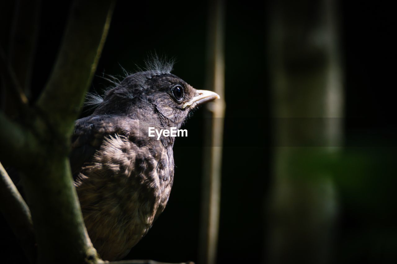 Close-up of blackbird perching on tree