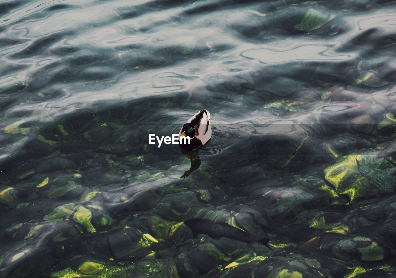 High angle view of duck swimming in lake