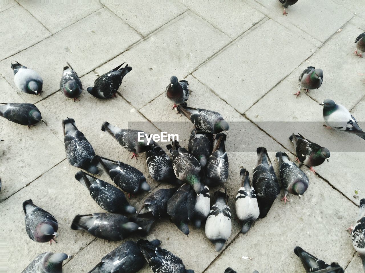 HIGH ANGLE VIEW OF PIGEONS ON FLOOR IN CITY