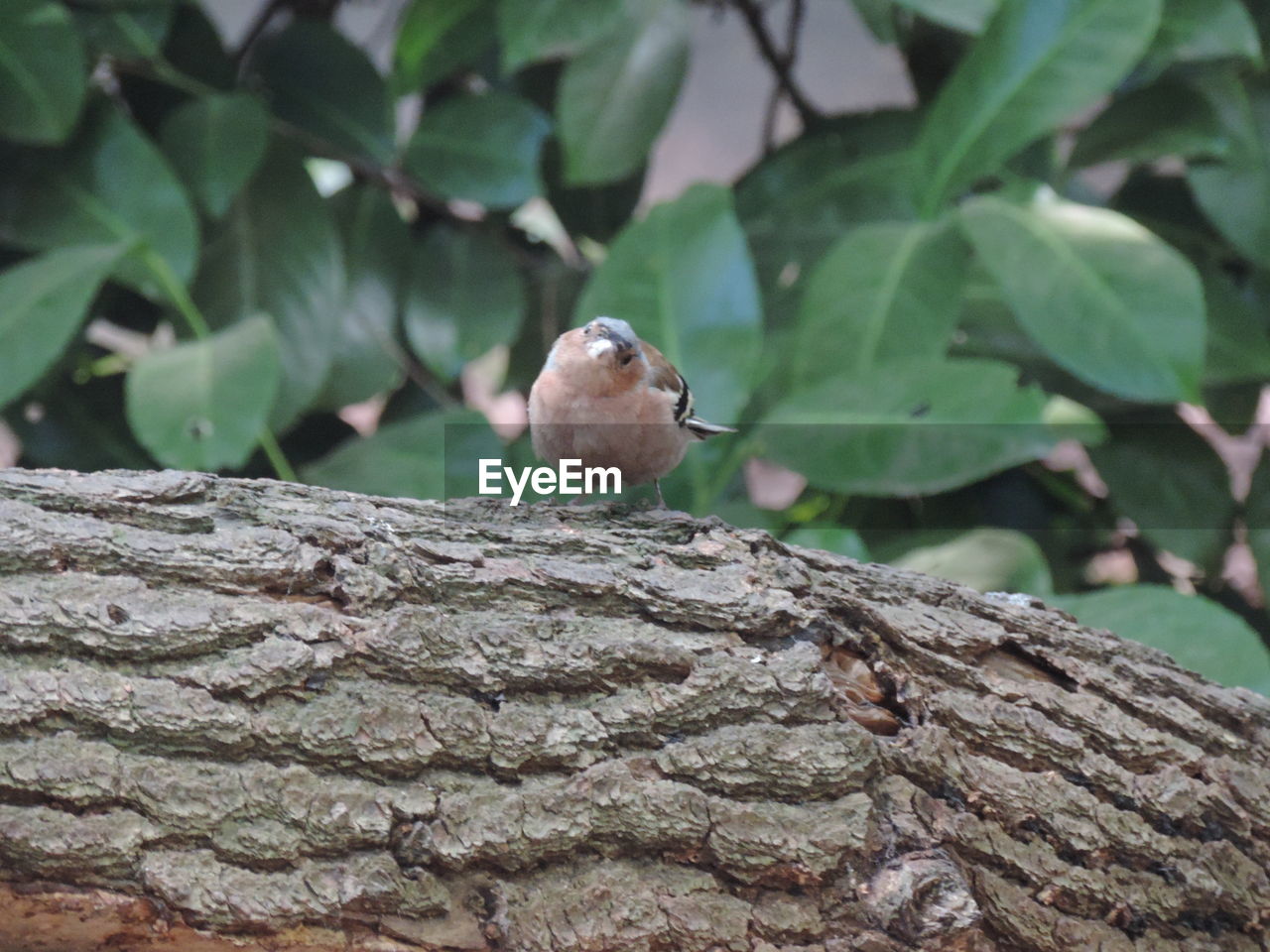 CLOSE-UP OF BIRD PERCHING ON STONE WALL