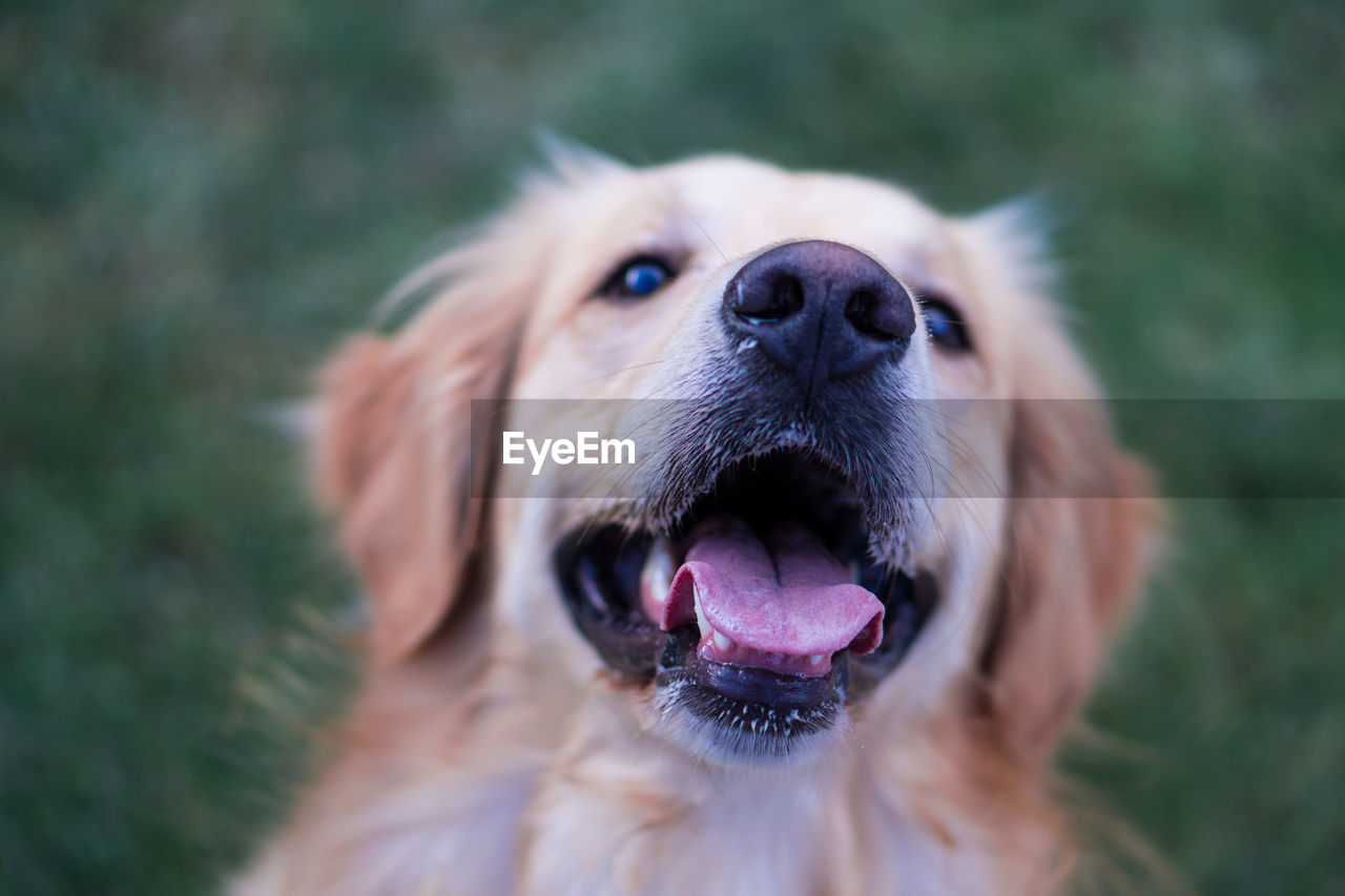 Close-up of dog smiling 