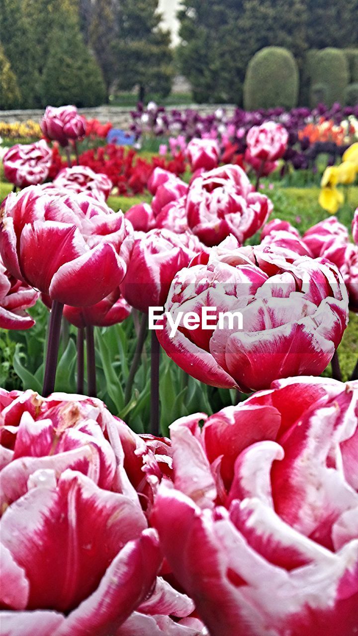 Close-up of pink flowers blooming