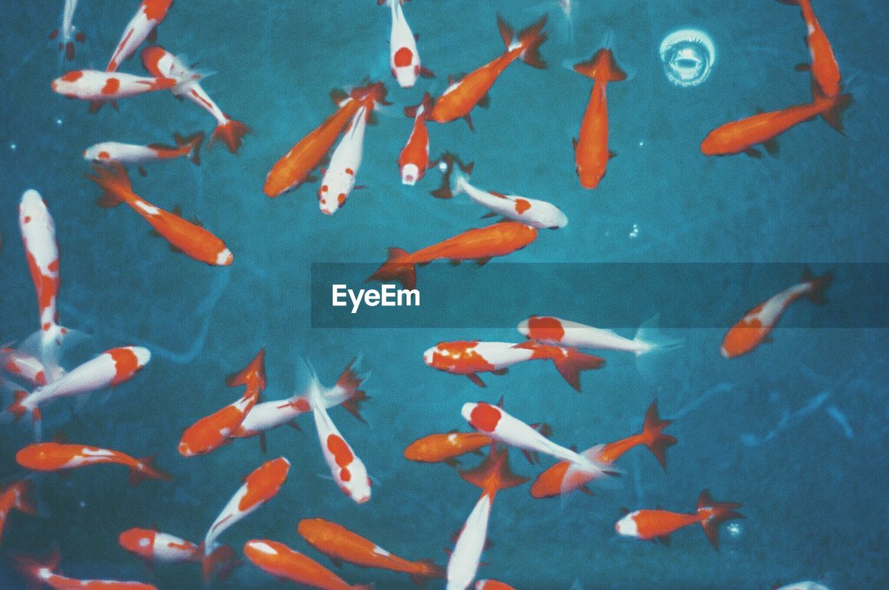 HIGH ANGLE VIEW OF KOI CARPS IN WATER