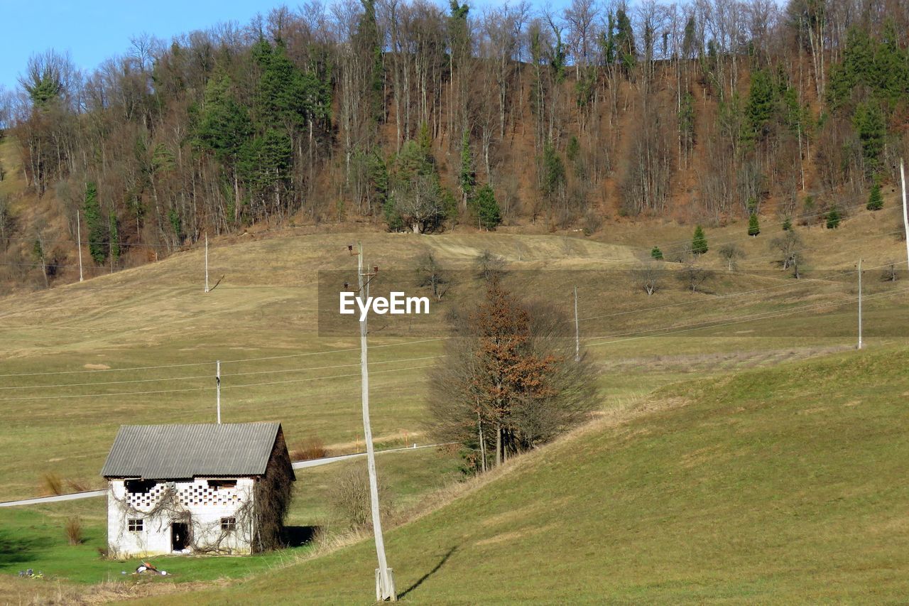 Panoramic shot of trees on field