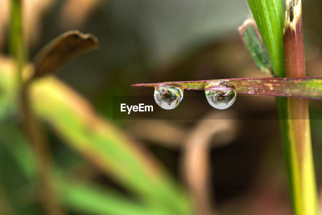 CLOSE-UP OF WET PLANT