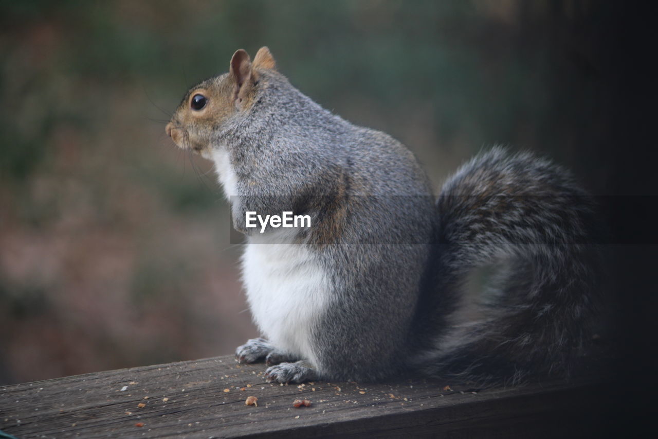 animal, animal themes, squirrel, animal wildlife, mammal, one animal, rodent, whiskers, wildlife, chipmunk, no people, close-up, side view, wood, focus on foreground, nature, cute, outdoors, eating, day, sitting