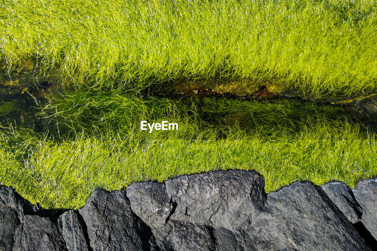 High angle view of grass over rock