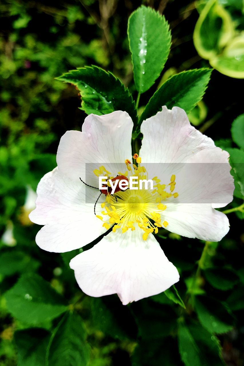 Close-up of white flowers blooming outdoors