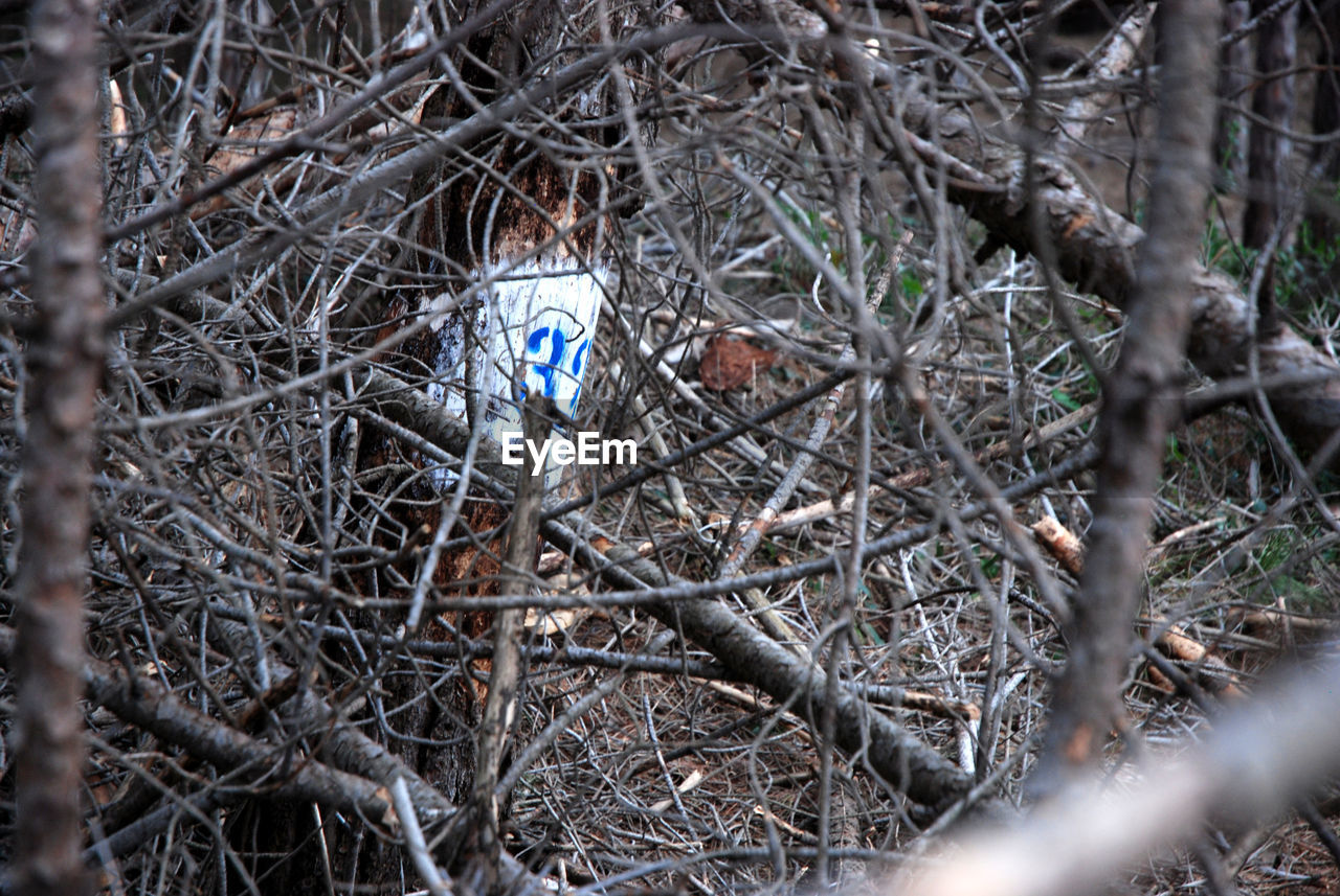 VIEW OF BIRD IN NEST