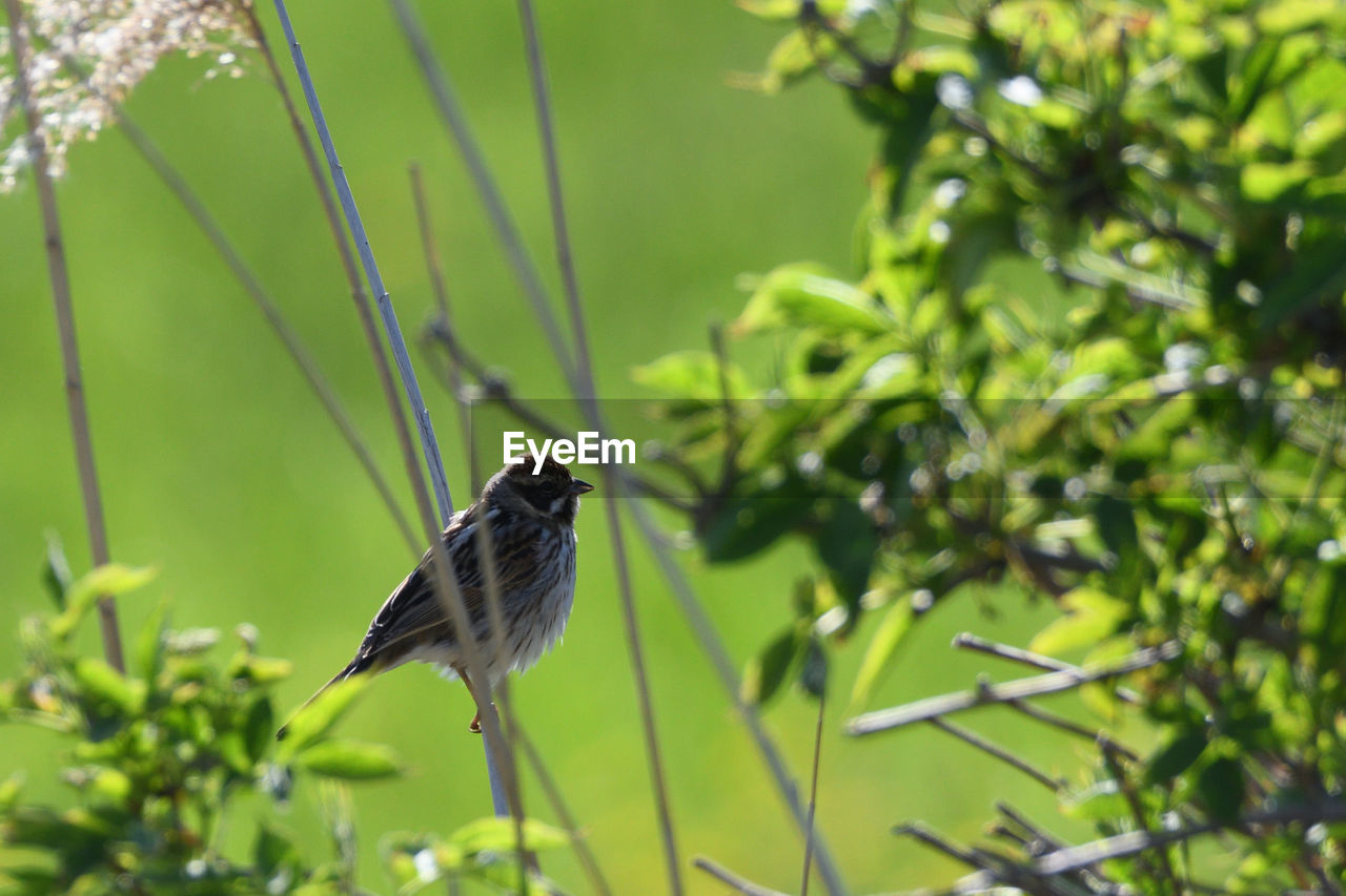 BIRD PERCHING ON PLANT