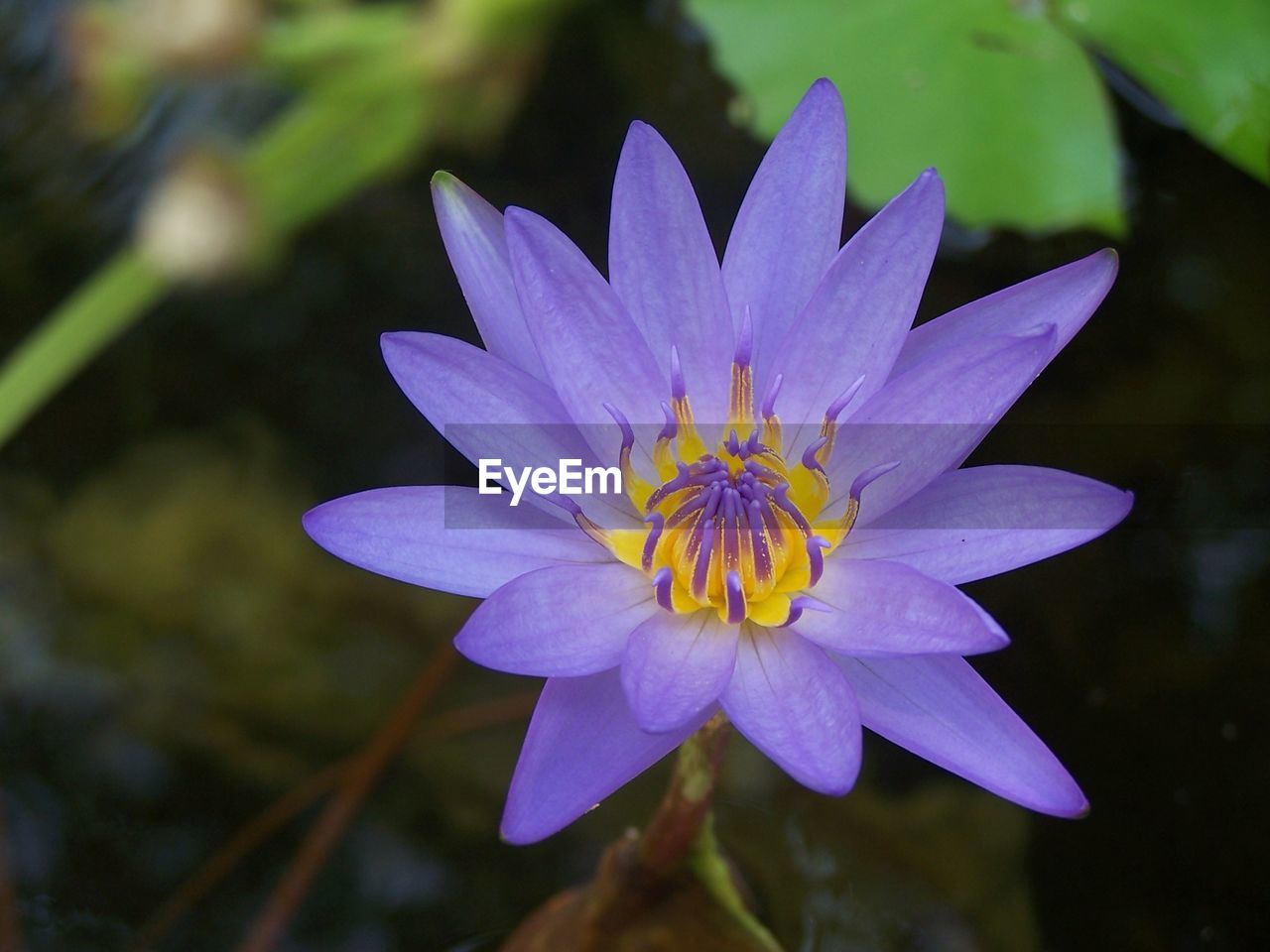 CLOSE-UP OF PURPLE WATER LILY IN GARDEN