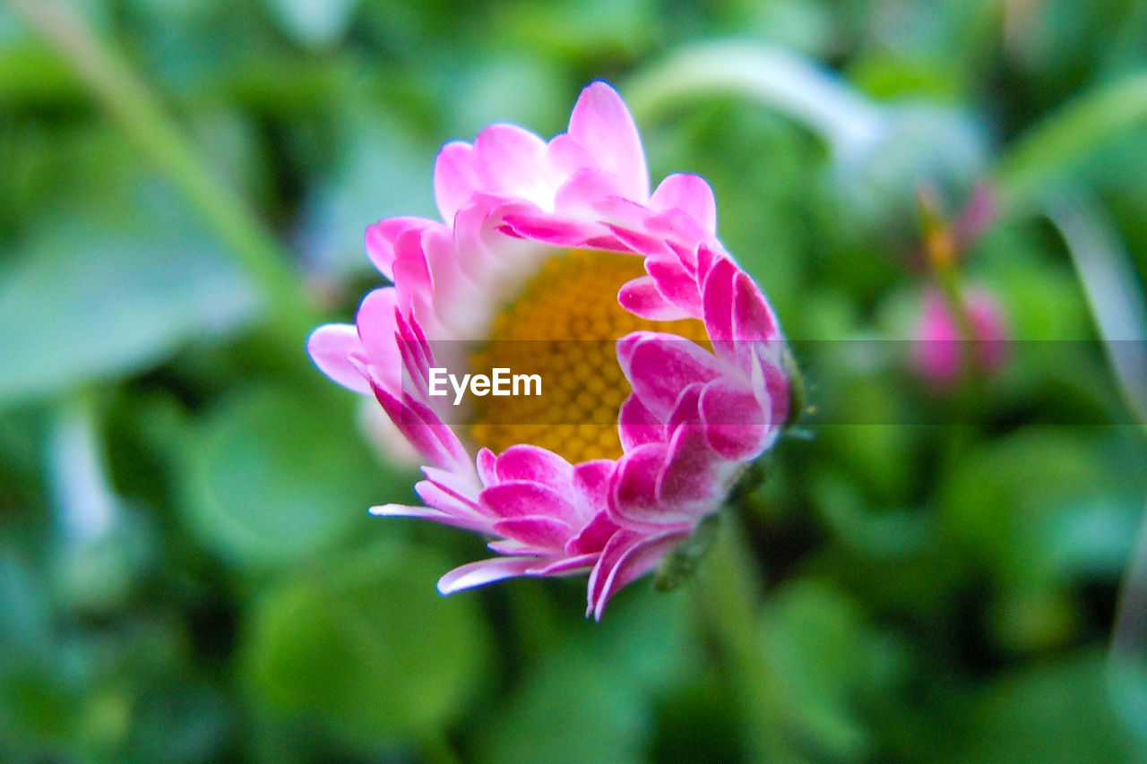 CLOSE-UP OF PINK FLOWERING PLANTS