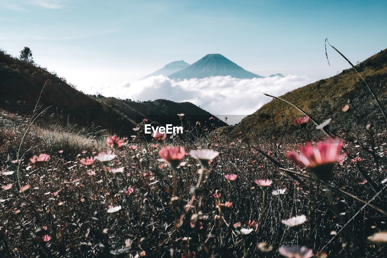 Scenic view of flowering plants on field against sky